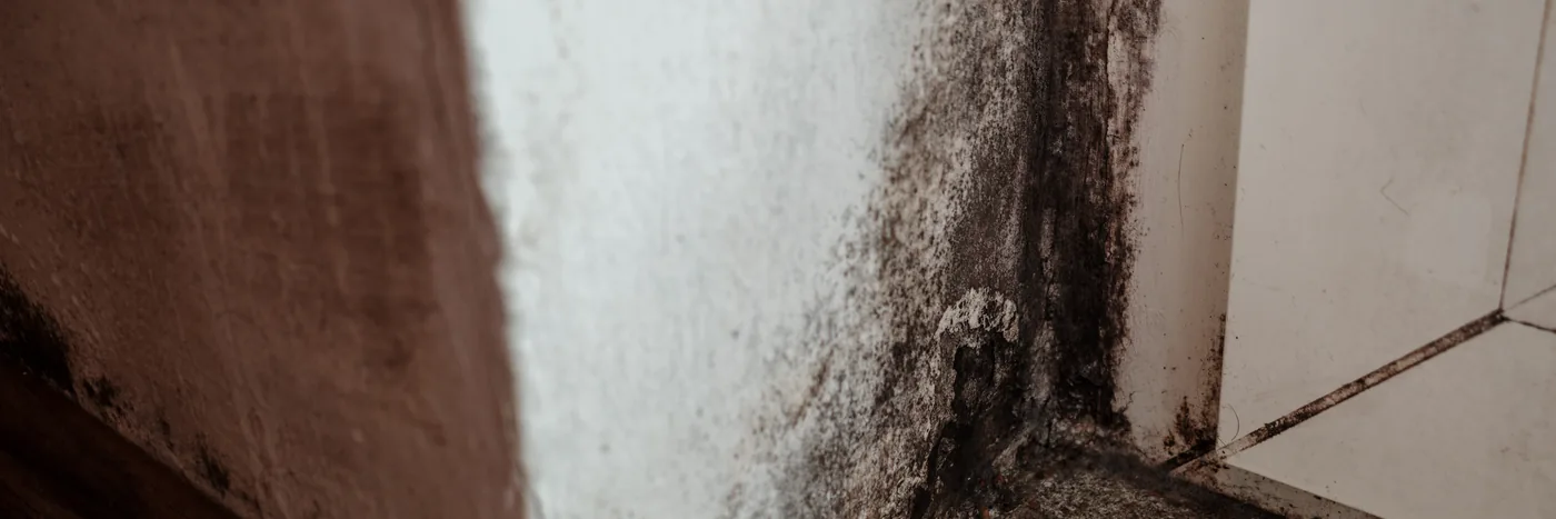 Heavy black mould running down the corner of a wall beside a door frame, next to tiling.