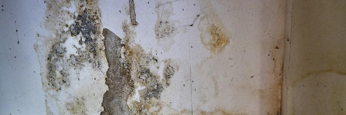 An interior wall where the paint has blistered and lifted away, with dark mould staining spreading underneath.
