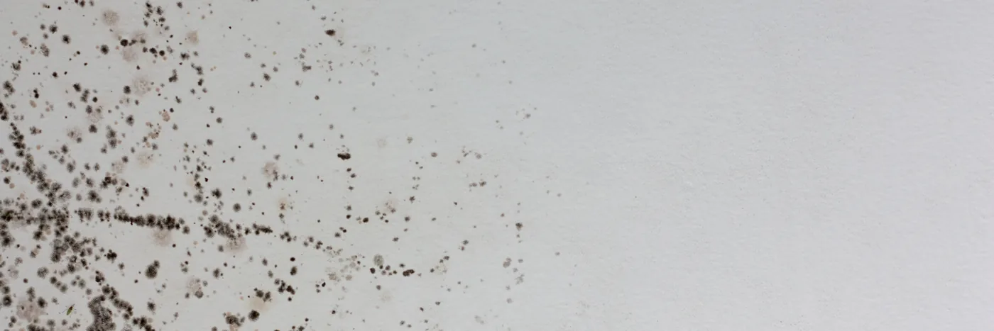 Black mould spotting scattered in a fine spray across a plain white interior wall.
