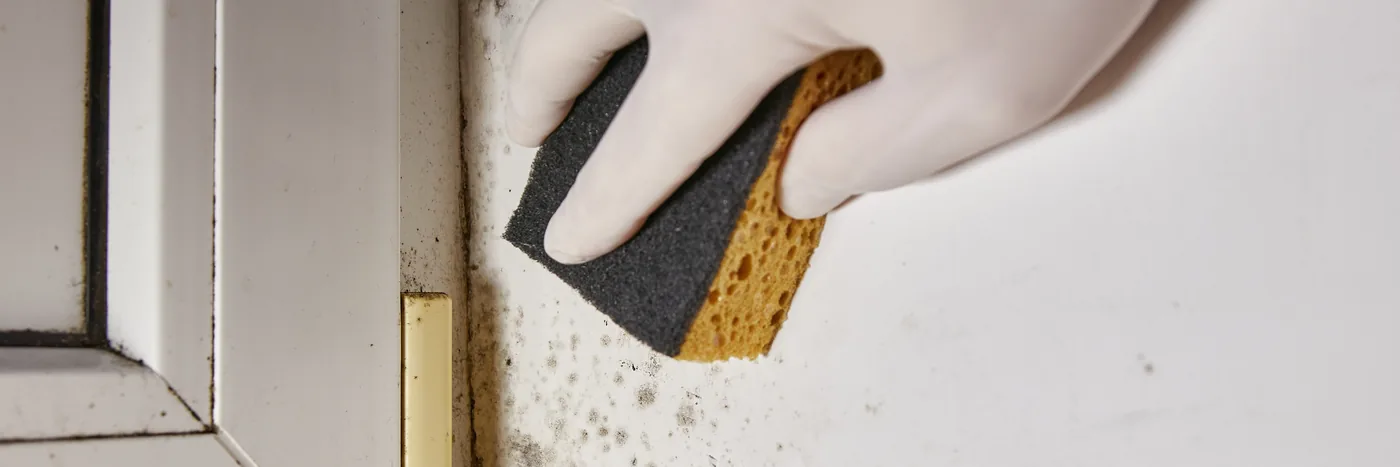 A gloved hand wiping a sponge across a mould-spotted wall beside a door frame.